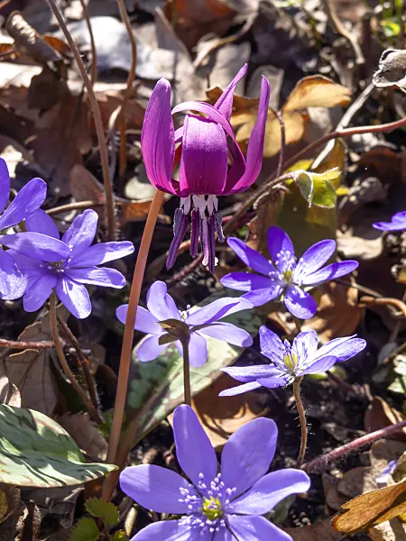436123 - Dog's tooth violet (Erythronium dens-canis) and liverwort (Hepatica transsylvanica)
