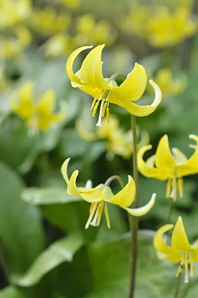 483311 - Dog's tooth violet (Erythronium Pagoda)