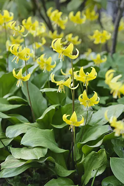 483312 - Dog's tooth violet (Erythronium Pagoda)