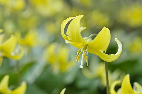 483313 - Dog's tooth violet (Erythronium Pagoda)