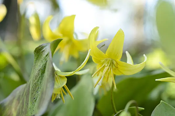 495132 - Dog's tooth violet (Erythronium Pagoda)