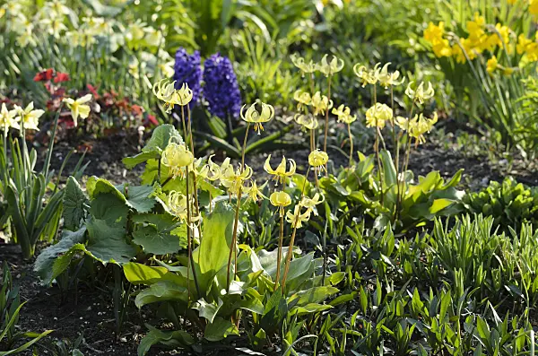 495198 - Dog's tooth violet (Erythronium Pagoda)