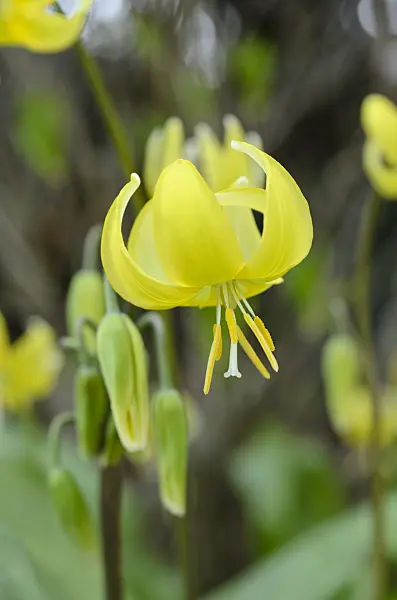 495213 - Dog's tooth violet (Erythronium Pagoda)