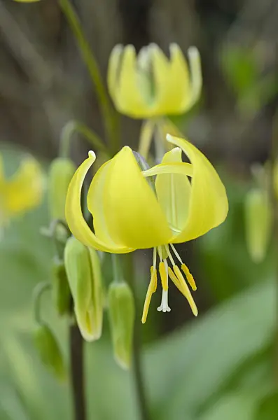 495214 - Dog's tooth violet (Erythronium Pagoda)