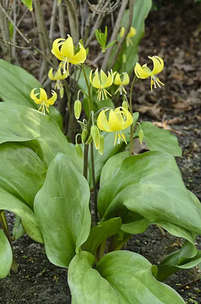 495215 - Dog's tooth violet (Erythronium Pagoda)