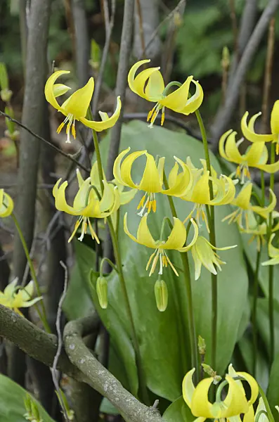 495216 - Dog's tooth violet (Erythronium Pagoda)