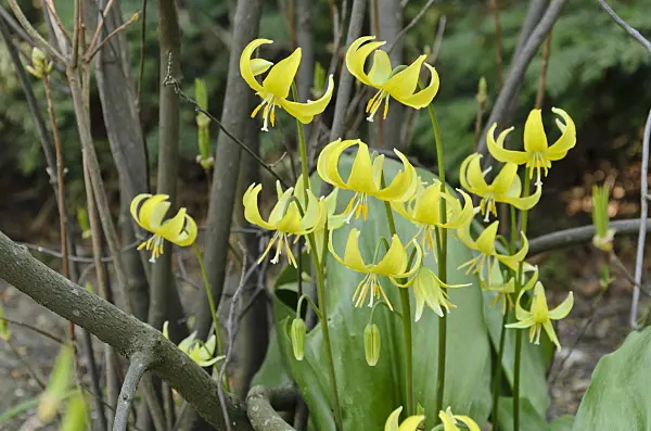 495217 - Dog's tooth violet (Erythronium Pagoda)
