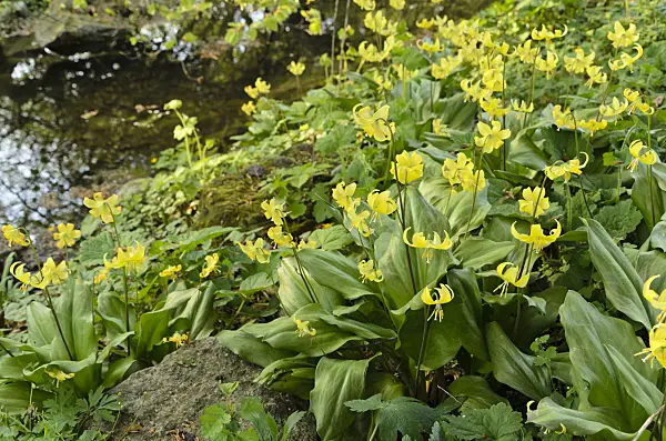 495250 - Dog's tooth violet (Erythronium Pagoda)