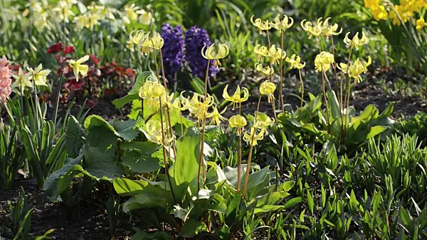 495290 - Dog's tooth violet (Erythronium Pagoda)