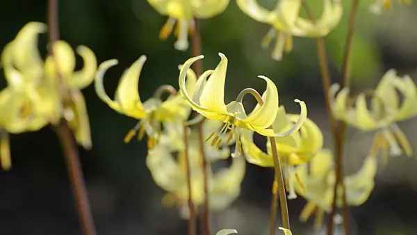 495291 - Dog's tooth violet (Erythronium Pagoda)