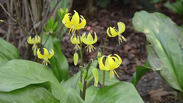 495314 - Dog's tooth violet (Erythronium Pagoda)