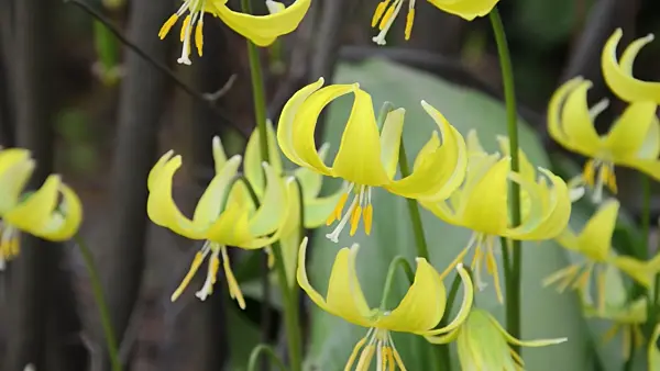 495315 - Dog's tooth violet (Erythronium Pagoda)