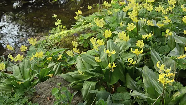 495335 - Dog's tooth violet (Erythronium Pagoda)