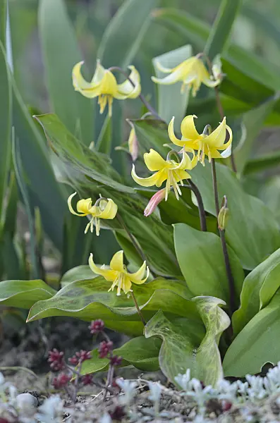 543043 - Dog's tooth violet (Erythronium Pagoda)