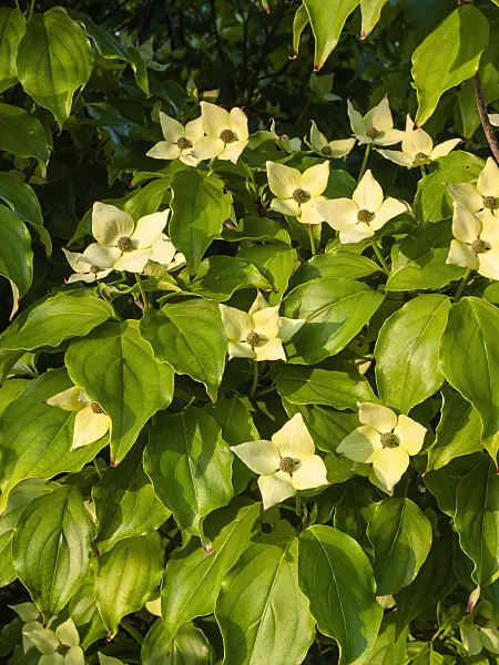 401247 - Dogwood (Cornus)