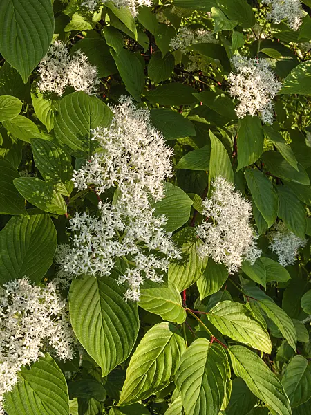 401287 - Dogwood (Cornus macrophylla)