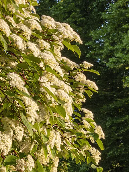 401288 - Dogwood (Cornus macrophylla)