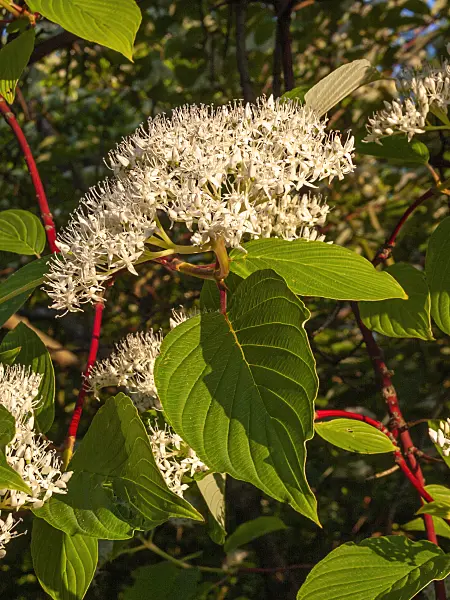 401289 - Dogwood (Cornus macrophylla)