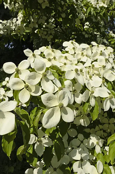 521123 - Dogwood (Cornus Porlock)