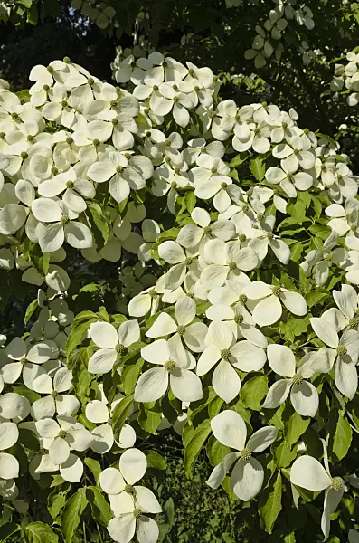 521124 - Dogwood (Cornus Porlock)