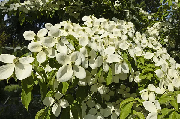 521125 - Dogwood (Cornus Porlock)