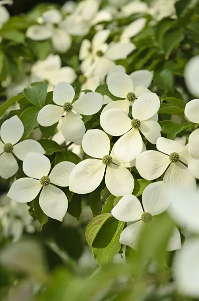 521154 - Dogwood (Cornus Porlock)