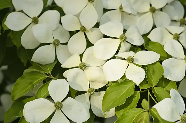 521155 - Dogwood (Cornus Porlock)