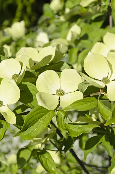 508090 - Dogwood (Cornus Starlight)