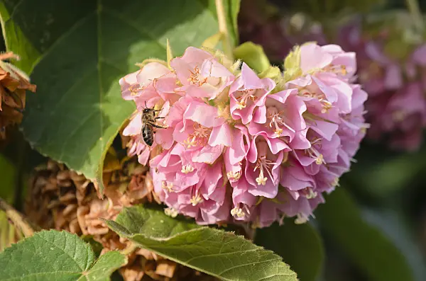 564165 - Dombeya wallichii