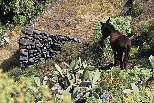 363072 - Domestic donkey, Valle Gran Rey, La Gomera, Spain