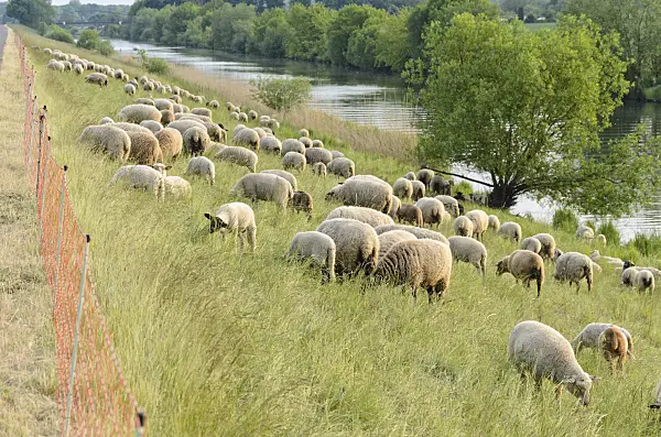 545041 - Domestic sheep (Ovis orientalis aries) on a dike, Lower Oder Valley National Park, Germany