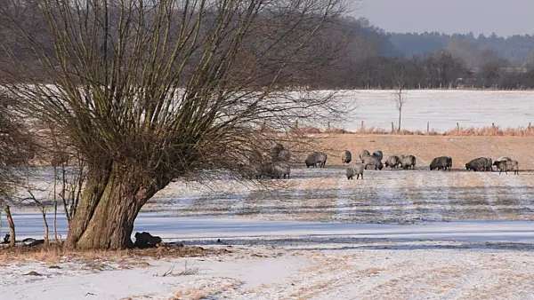 505038 - Domestic sheeps (Ovis orientalis aries) and willow (Salix), Flusslandschaft Elbe Biosphere Reserve, Germany