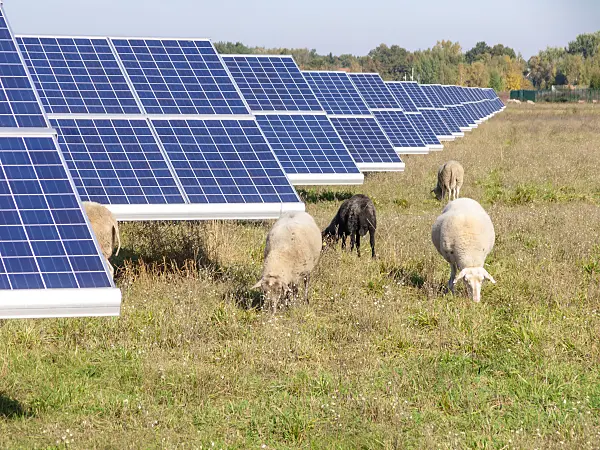 525227 - Domestic sheeps (Ovis orientalis aries) with solar power plant, Brandenburg, Germany