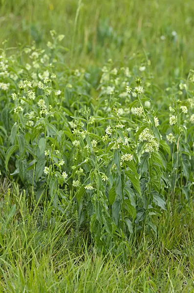 497005 - Dompte-venin officinal (Vincetoxicum hirundinaria)