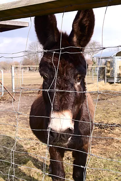 672056 - Donkey peering through wire fence