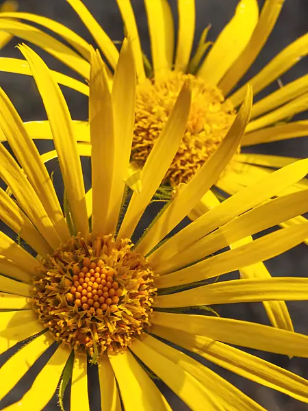 425048 - Doronicum plantagineum