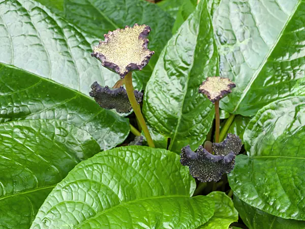 464039 - Dorstenia bahiensis