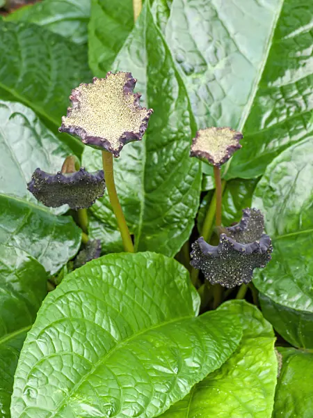 464040 - Dorstenia bahiensis