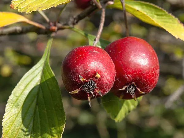442005 - Dotted hawthorn (Crataegus punctata)