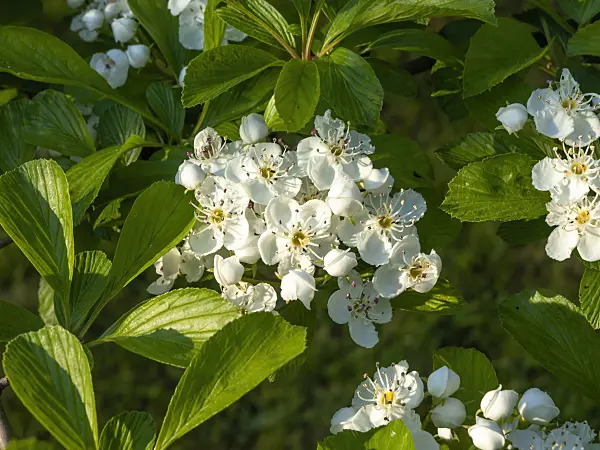460089 - Dotted hawthorn (Crataegus punctata)