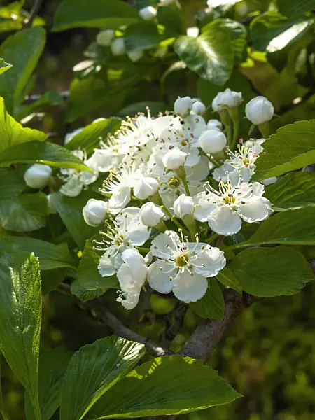 460090 - Dotted hawthorn (Crataegus punctata)