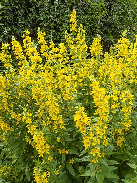 427061 - Dotted loosestrife (Lysimachia punctata)