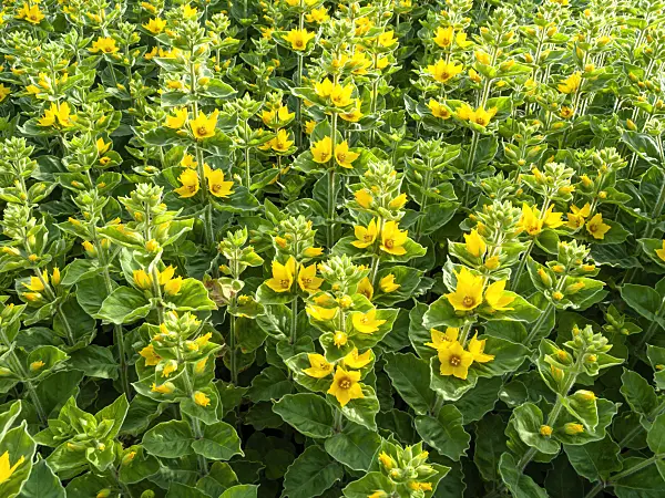 460159 - Dotted loosestrife (Lysimachia punctata)