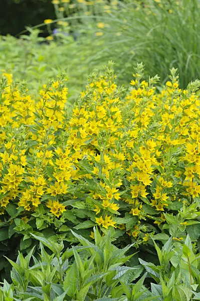 473040 - Dotted loosestrife (Lysimachia punctata)