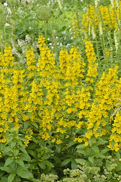 497083 - Dotted loosestrife (Lysimachia punctata)