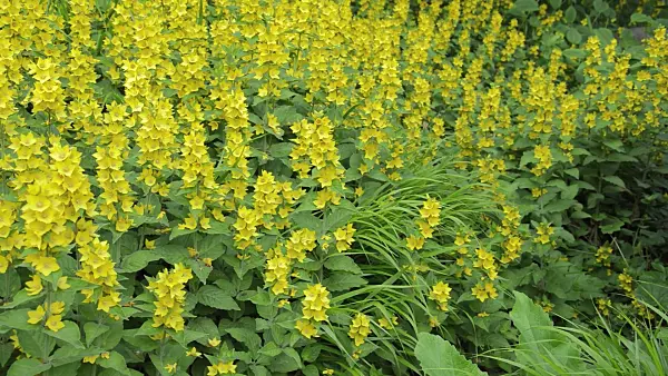 509013 - Dotted loosestrife (Lysimachia punctata)