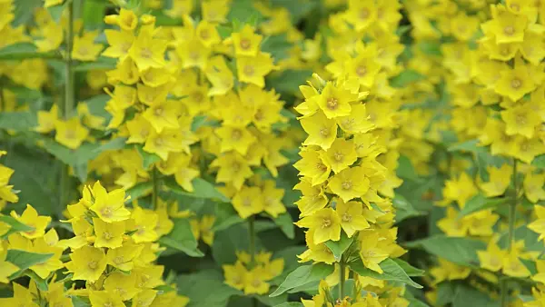 509014 - Dotted loosestrife (Lysimachia punctata)