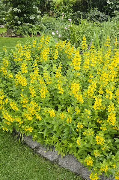 521076 - Dotted loosestrife (Lysimachia punctata)