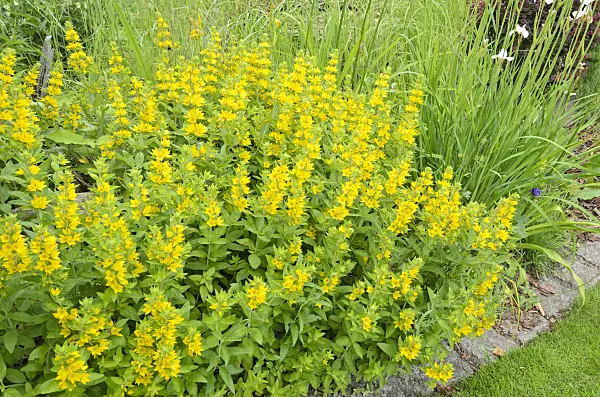 521077 - Dotted loosestrife (Lysimachia punctata)