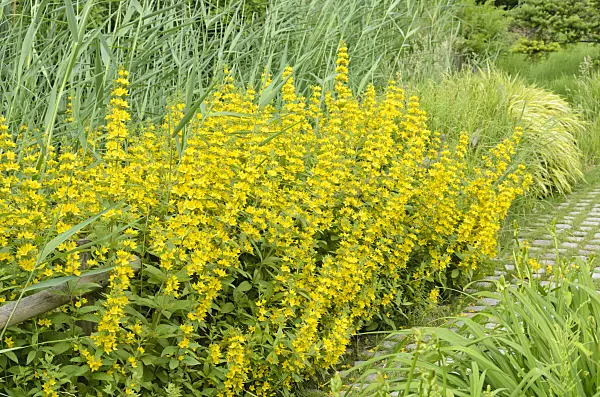521235 - Dotted loosestrife (Lysimachia punctata)